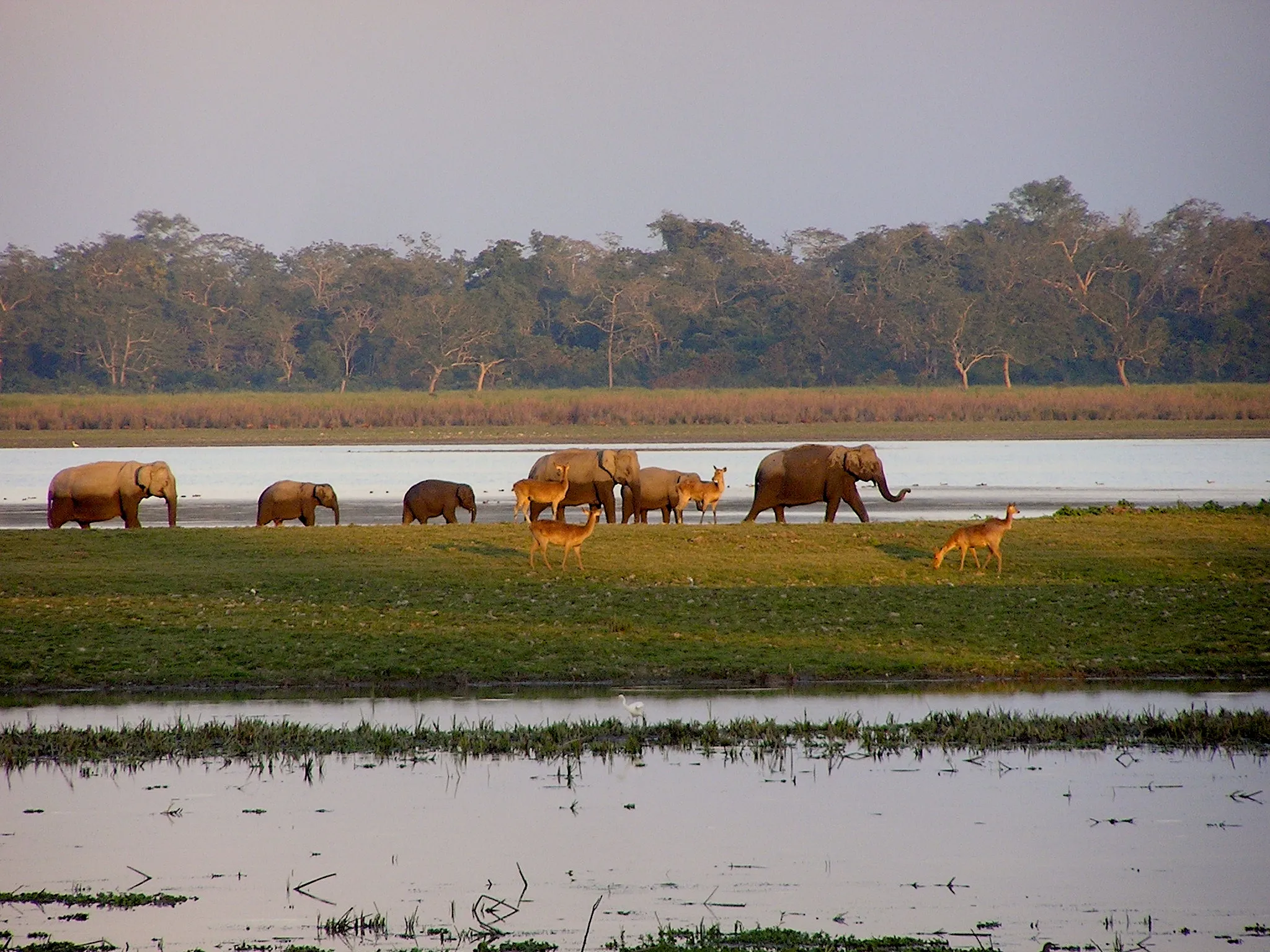 Asian elephant in Kaziranga National Park