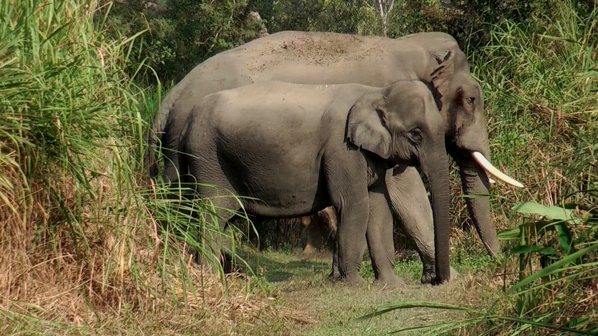 Asian elephants grazing in tall grass at the edge of forest habitat