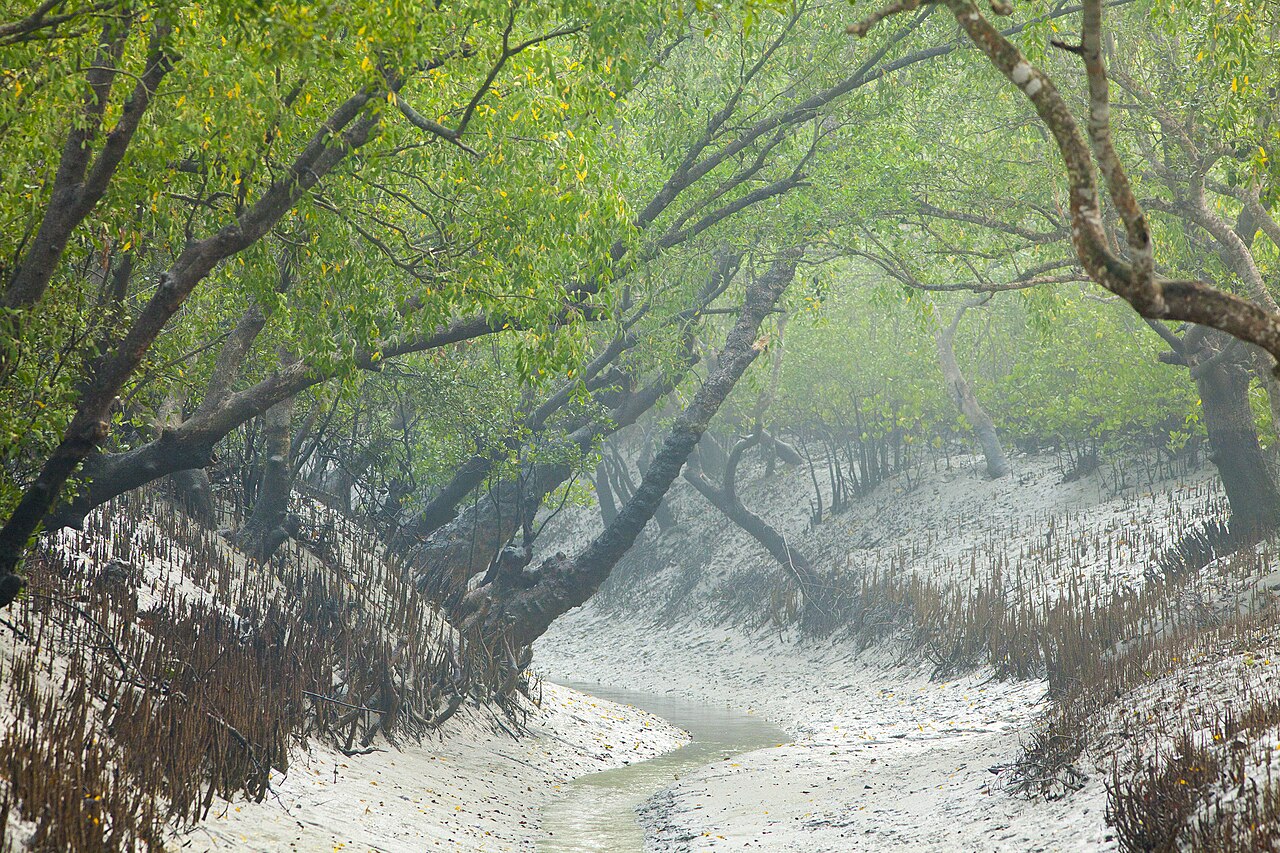 Mangrove forest trees leaning over a tidal creek, with exposed roots and pale silt banks