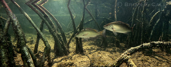 Two mangrove snapper fish swimming among mangrove prop roots underwater