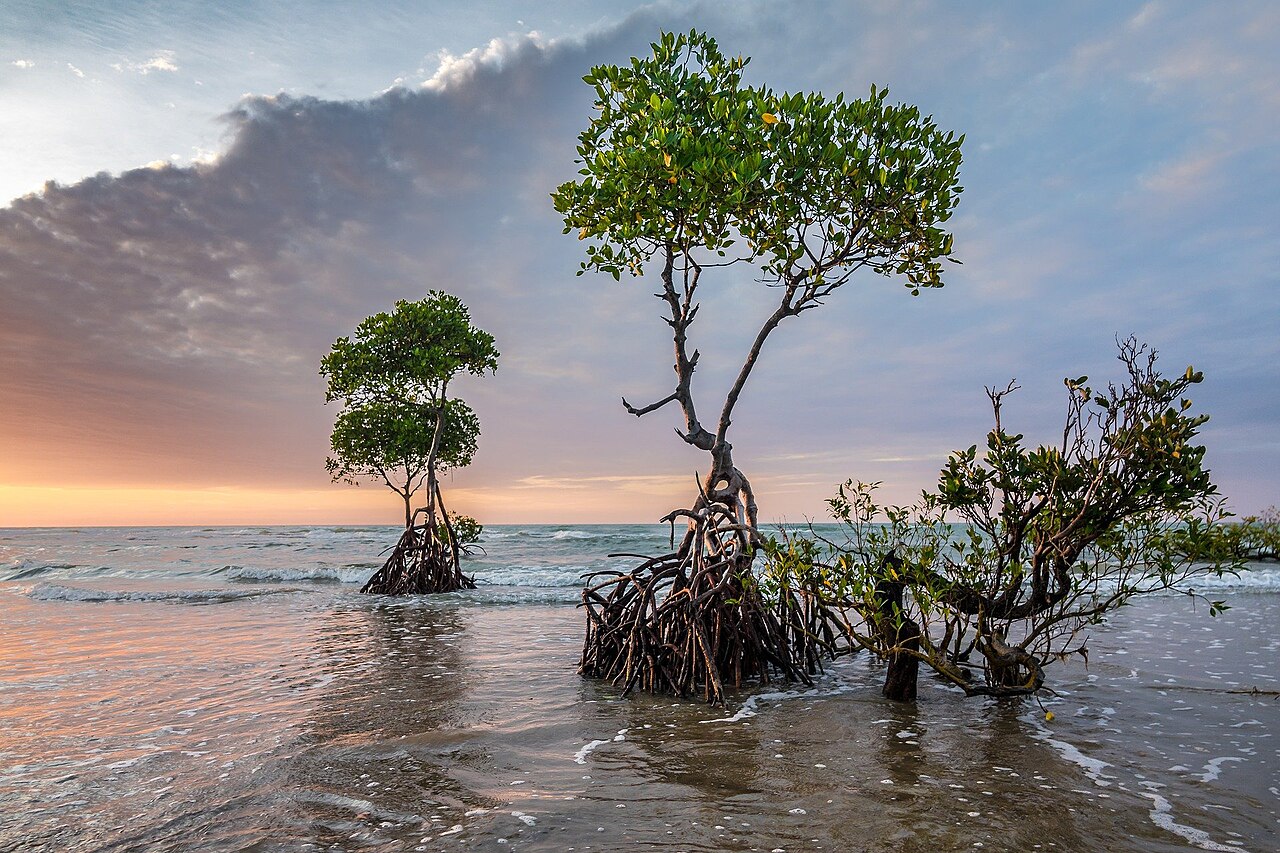 Mangrove trees standing in shallow water at sunset, roots exposed at low tide